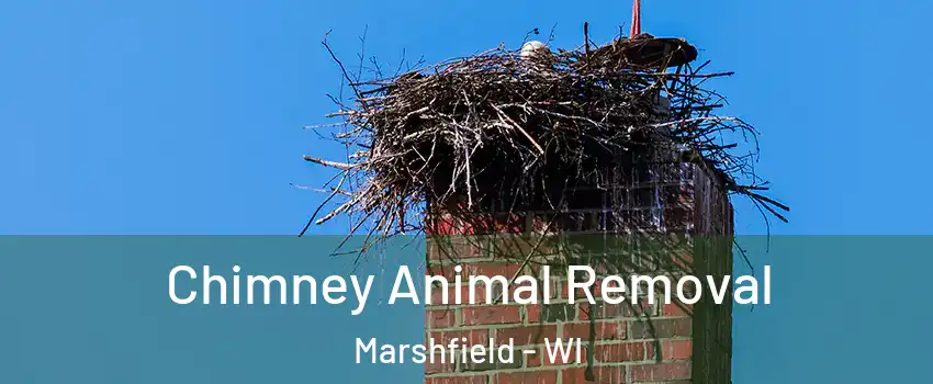  Chimney Animal Removal Marshfield - WI