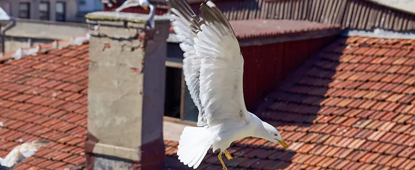 Residential Chimney Animal Removal Solution in Marshfield, WI