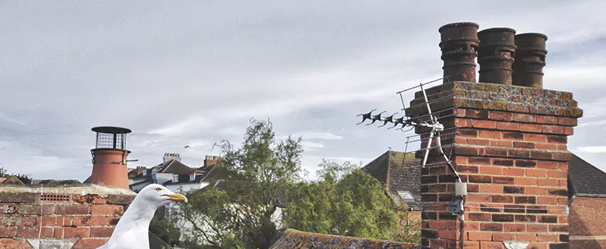Chimney Cleaning And Restoration in Marshfield, Wisconsin
